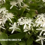 CLEMATIS ERECTA