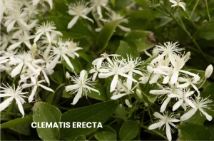 CLEMATIS ERECTA