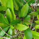 COCA