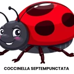 COCCINELLA SEPTEMPUNCTATA