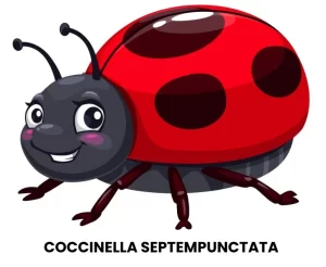 COCCINELLA SEPTEMPUNCTATA