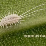 COCCUS CACTI