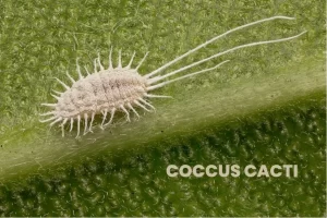 COCCUS CACTI