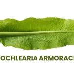 COCHLEARIA ARMORACIA