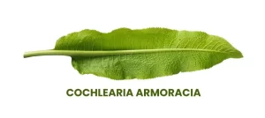 COCHLEARIA ARMORACIA