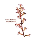 CORALLORHIZA ODONTORHIZA