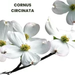 CORNUS CIRCINATA