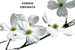 CORNUS CIRCINATA