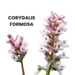 CORYDALIS FORMOSA