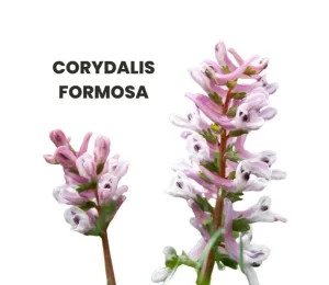 CORYDALIS FORMOSA