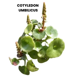 COTYLEDON UMBILICUS