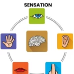 DIFFERENT TYPES OF SENATION