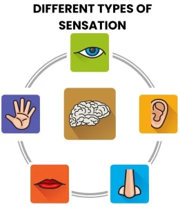 DIFFERENT TYPES OF SENATION