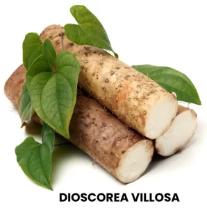 DIOSCOREA VILLOSA