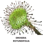 DROSERA ROTUNDIFOLIA