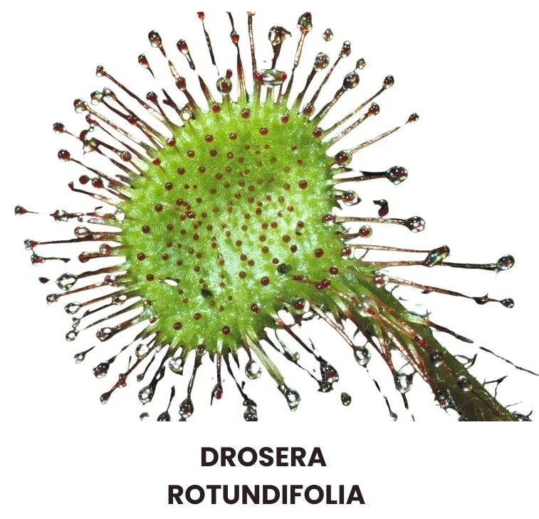 DROSERA ROTUNDIFOLIA