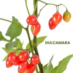 DULCAMARA