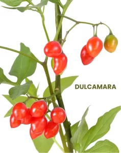 DULCAMARA