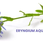 ERYGIUM AQUATICUM