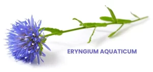 ERYGIUM AQUATICUM