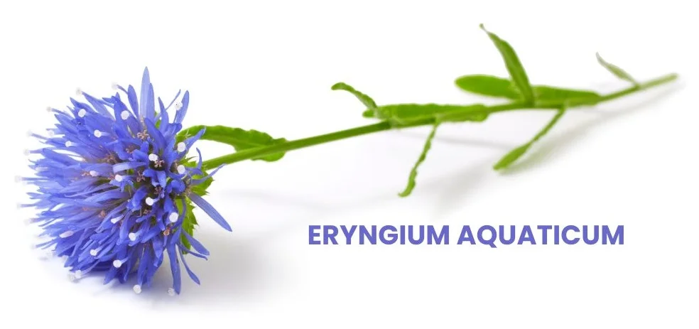 ERYGIUM AQUATICUM