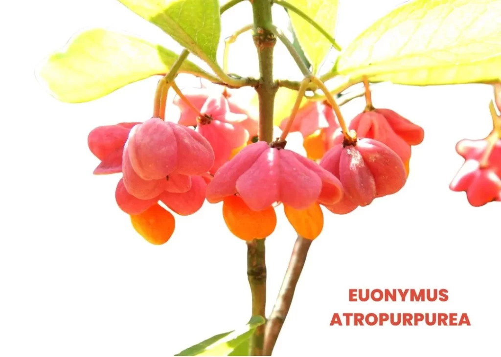 EUONYMUS ATROPURPUREA