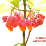 EUONYMUS ATROPURPUREA