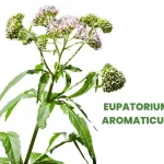 EUPATORIUM AROMATICUM