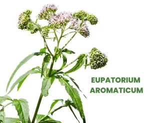 EUPATORIUM AROMATICUM