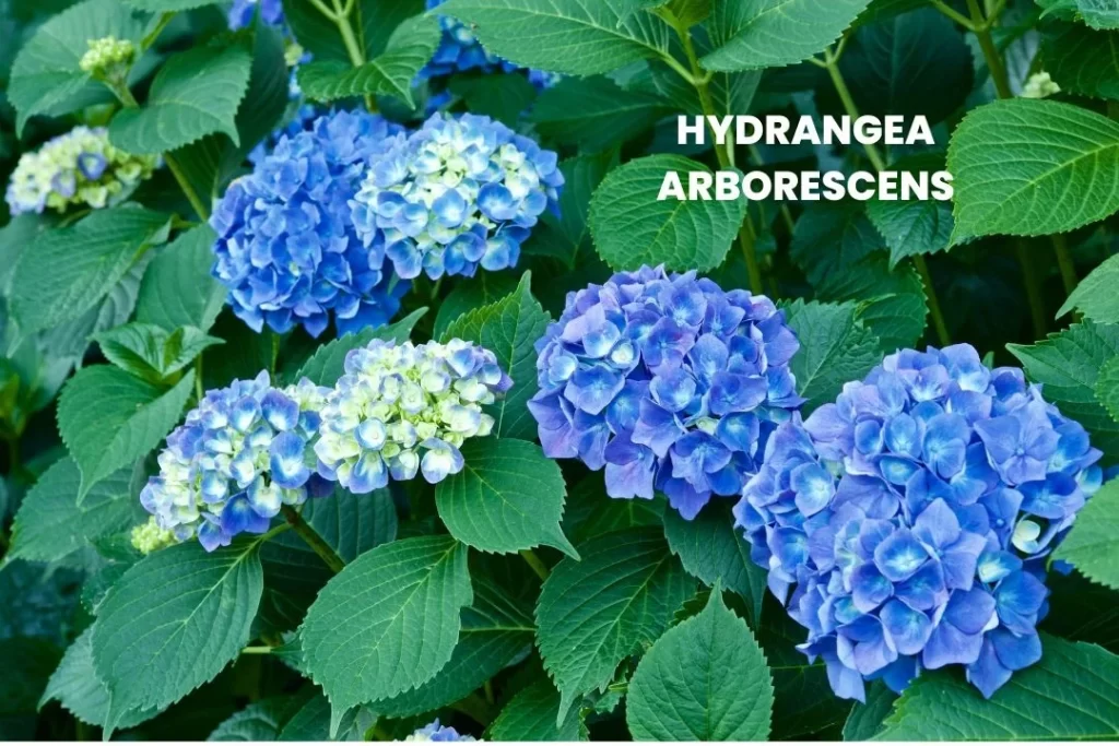 HYDRANGEA ARBORESCENS