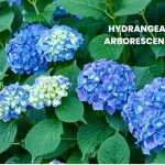 HYDRANGEA ARBORESCENS