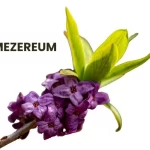 MEZEREUM