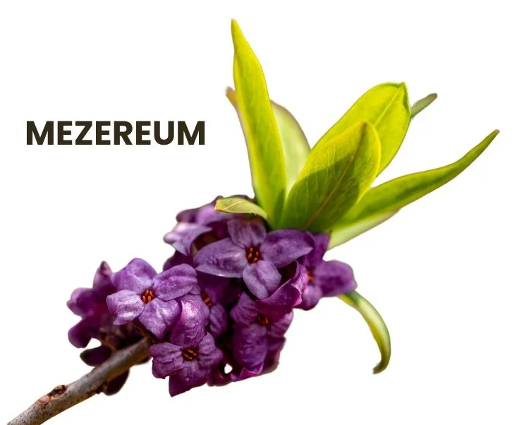 MEZEREUM