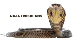 NAJA TRIPUDIANS