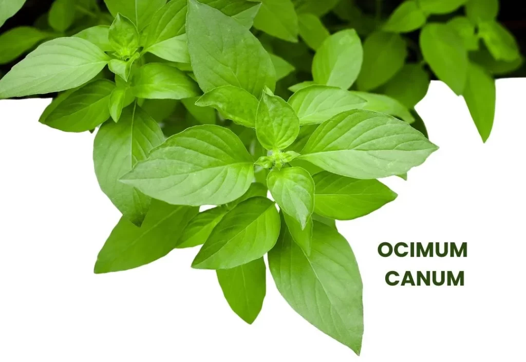 OCIMUM CANUM