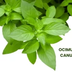 OCIMUM CANUM