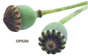 OPIUM