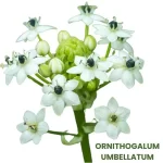 ORNITHOGALUM UMBELLATUM