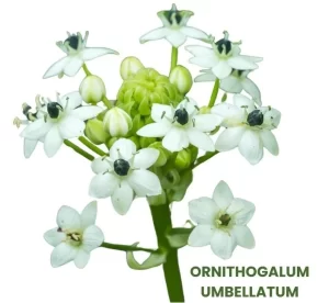 ORNITHOGALUM UMBELLATUM