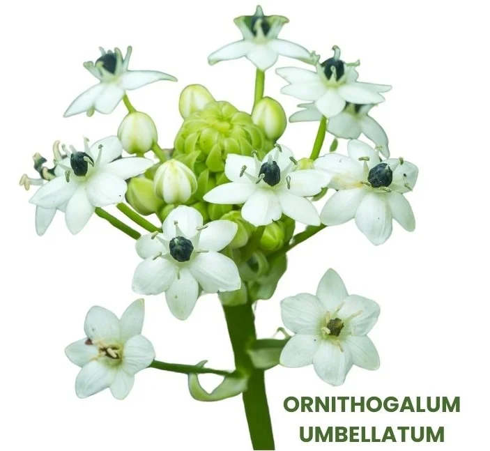 ORNITHOGALUM UMBELLATUM