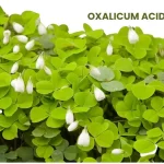 OXALICUM ACIDUM