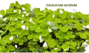 OXALICUM ACIDUM