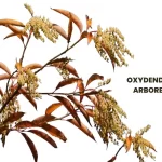 OXYDENDRON ARBOREUM