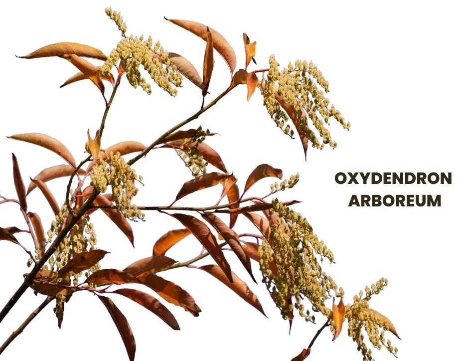 OXYDENDRON ARBOREUM