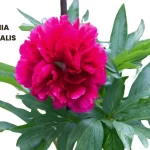 PAEONIA OFFICINALIS