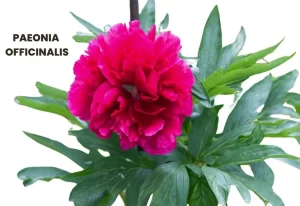 PAEONIA OFFICINALIS