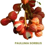 PAULLINIA SORBILIS