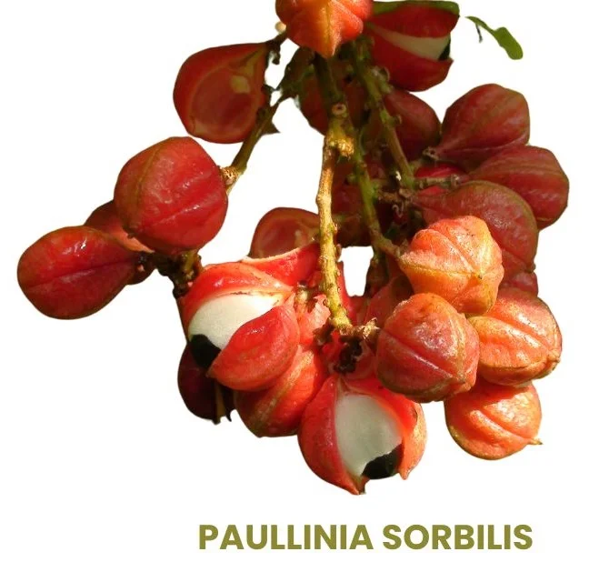 PAULLINIA SORBILIS