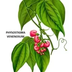 PHYSOSTIGMA VENENOSUM