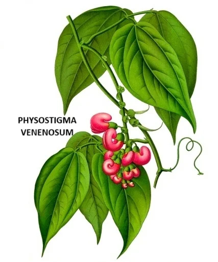 PHYSOSTIGMA VENENOSUM